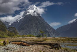 New Zealand 2025 (1 group) (58/66)